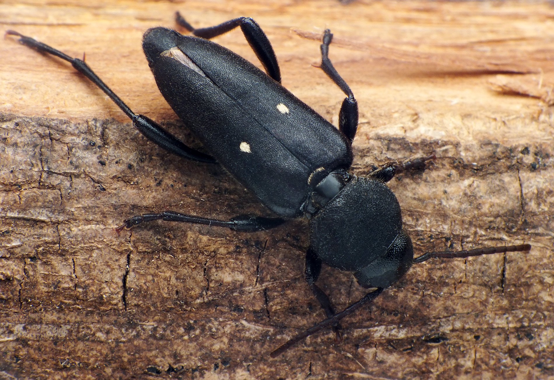 Xylotrechus raghidae