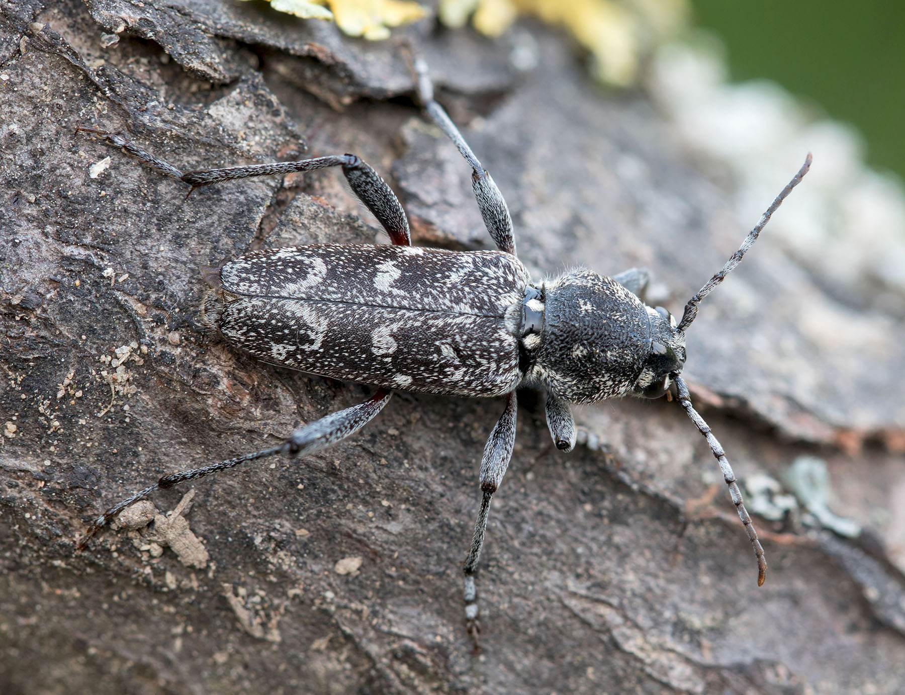 Xylotrechus rusticus