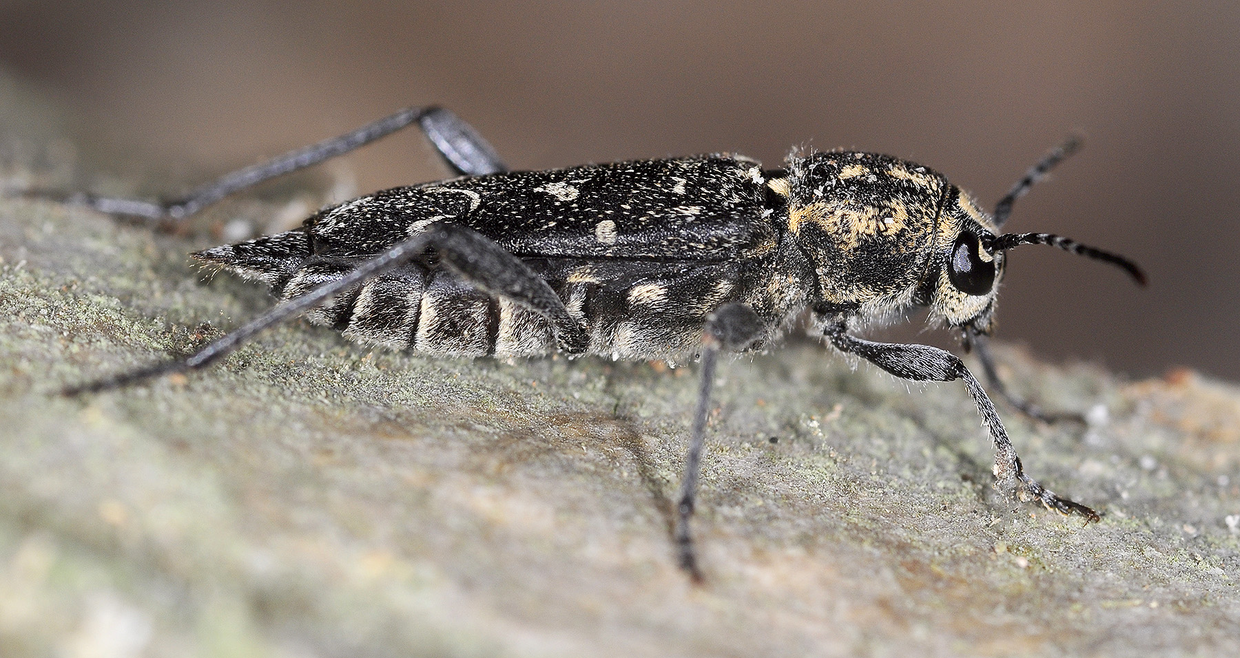 Xylotrechus rusticus