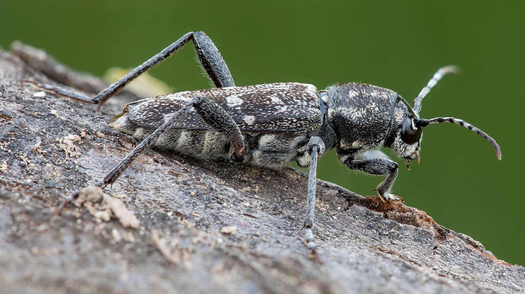 Xylotrechus rusticus