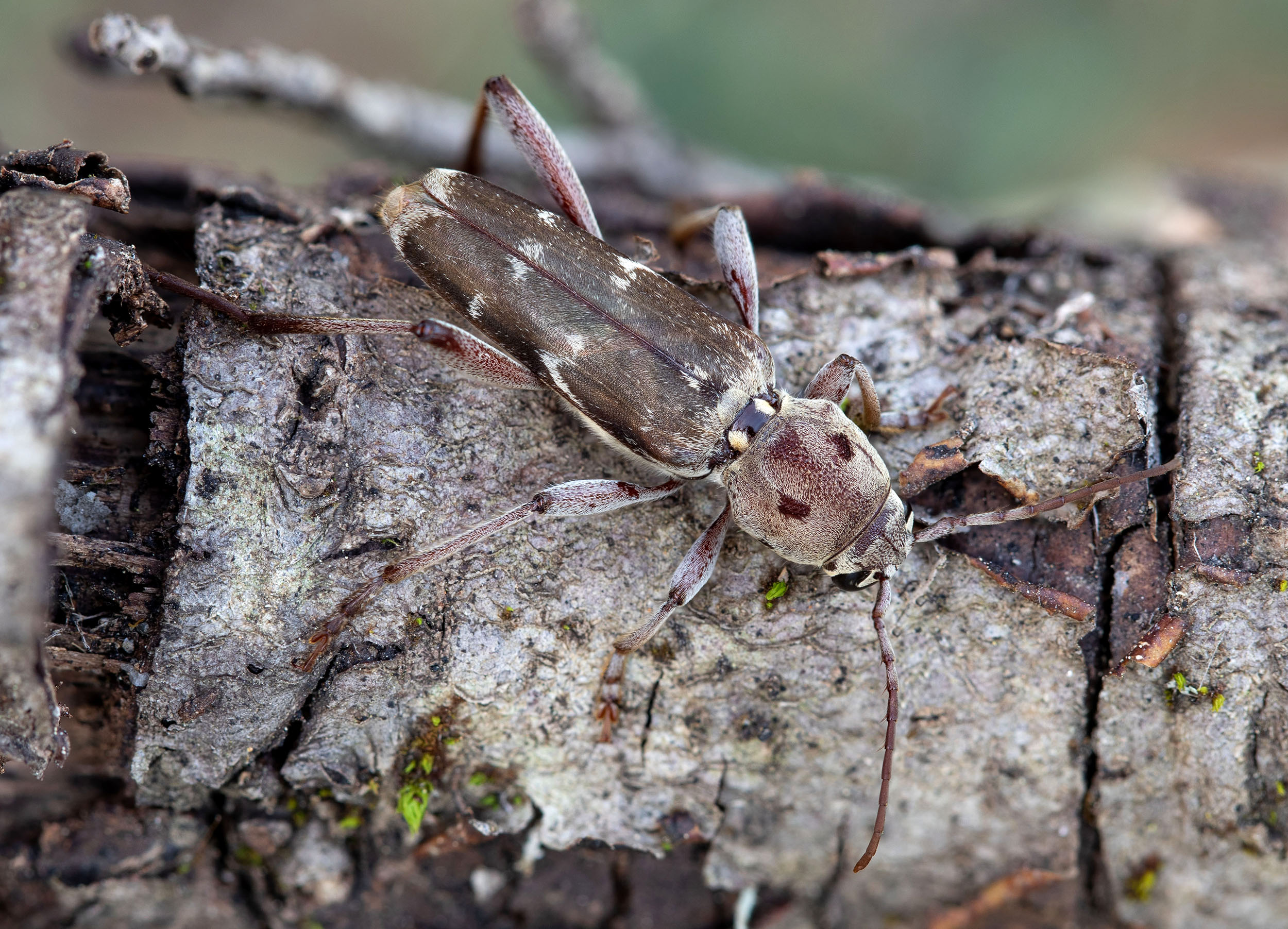 Xylotrechus stebbingi