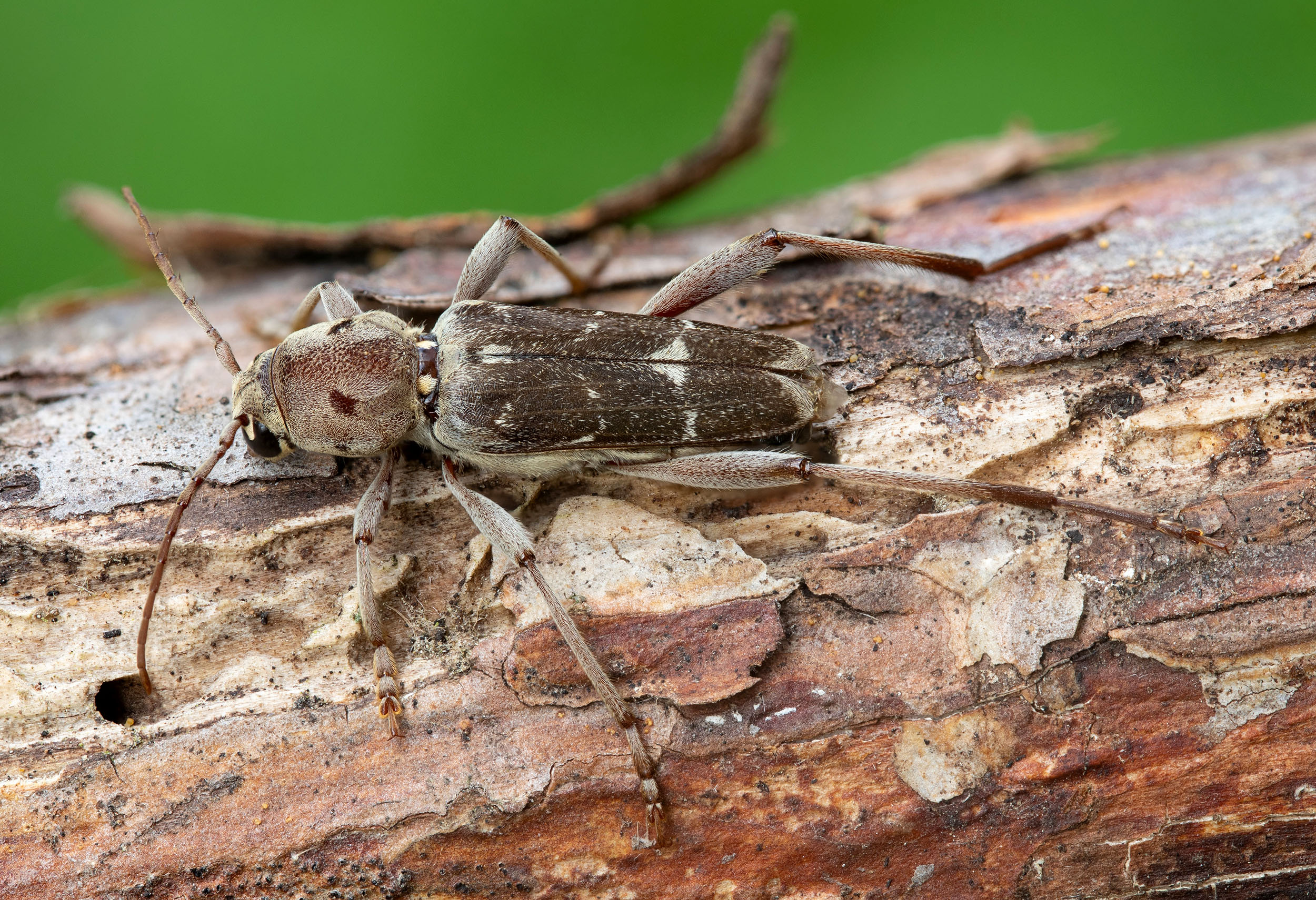 Xylotrechus stebbingi